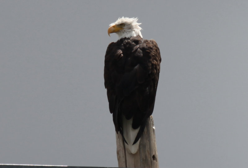 Bald Eagle Adult Female
