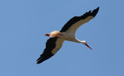 White Stork