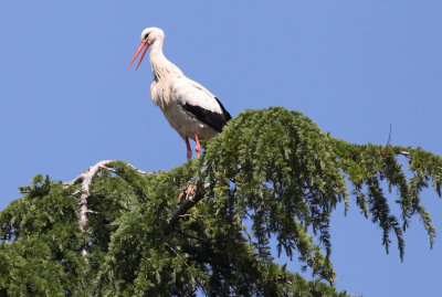 White Stork 