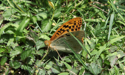 g9/53/115753/3/151028101.vts8C93j.jpg