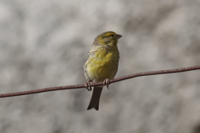 Atlantic Canary_1496.jpg