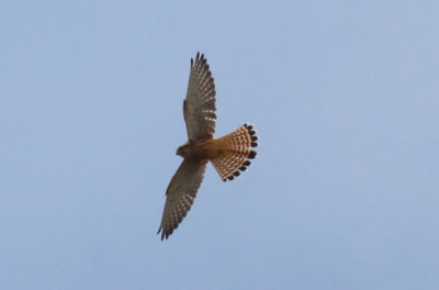 Eurasian Kestrel