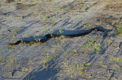 Indigo Snake 