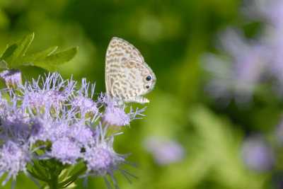 Hemiargus marinus (Marine Blue)