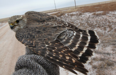 Richardson Merlin Adult female