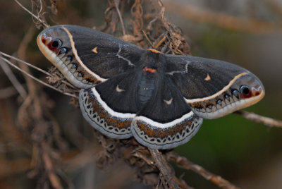 Calleta Silkmoth