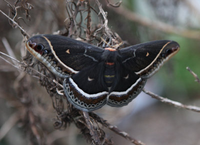 Eupackardia calleta  (Calleta Silkmoth) female