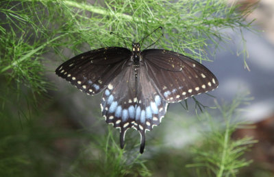 Papilio polyxenes Female
