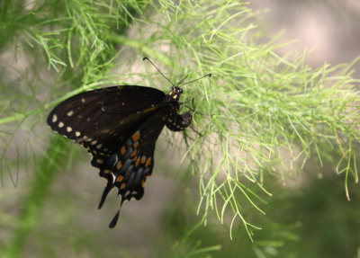 Papilio polyxenes Female ovipositing