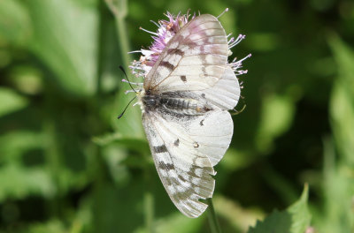 Parnassius clodius Female