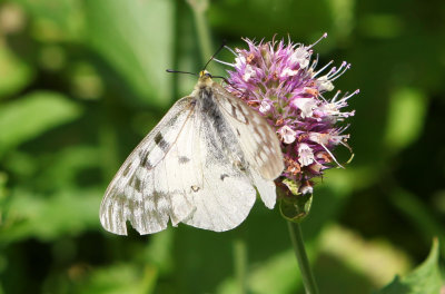 Parnassius clodius alturas (Female)