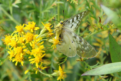 Parnassius clodius altauras