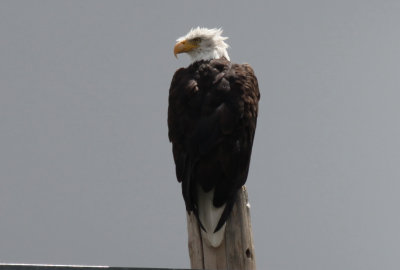 Bald Eagle Adult Female