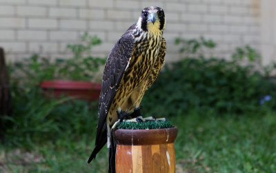 Nina my female peregrine