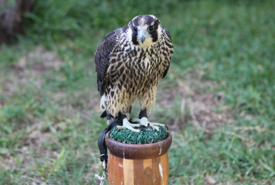 Female Tundra Peregrine Falcon 'Nina'