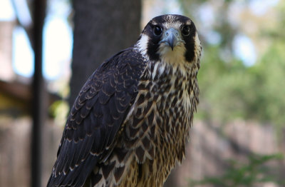 Nina my passage female peregrine