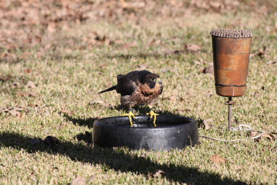 Sally my female peregrine falcon
