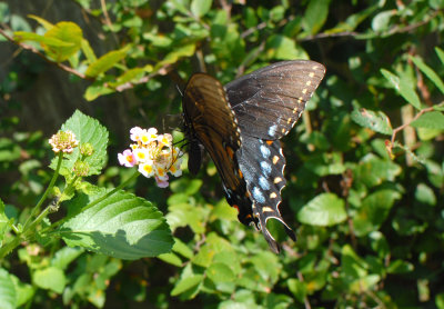 Tiger Swallowtail (Papilio glaucus)