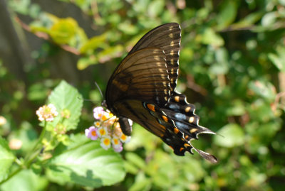 Tiger Swallowtail (Papilio glaucus)