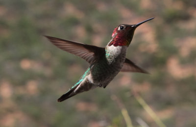 Anna's Hummingbird (Male) IMG_3424