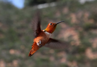 Hummingbirds/Colibre