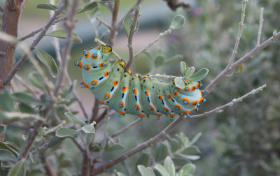 Eupackardia Calleta Larva 5th Instar