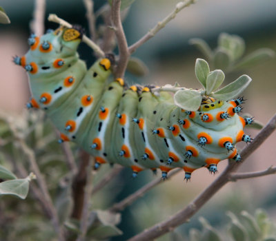 Eupackadia Calleta larva (Cropped)