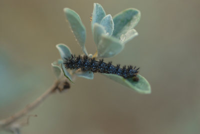 Theona Checkerspot (ChlosyneTheonaBoli) Larva 
