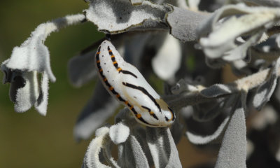 Theona Checkerspot (Chlosyne theona boli) chrysalis
