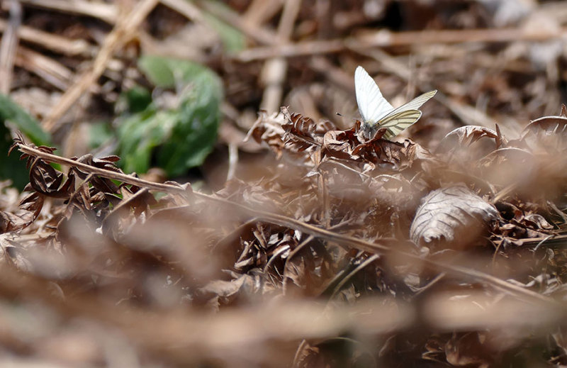 Piride des crucifres - Mustard White - Pieris oleracea - Pirids - (4195 d)