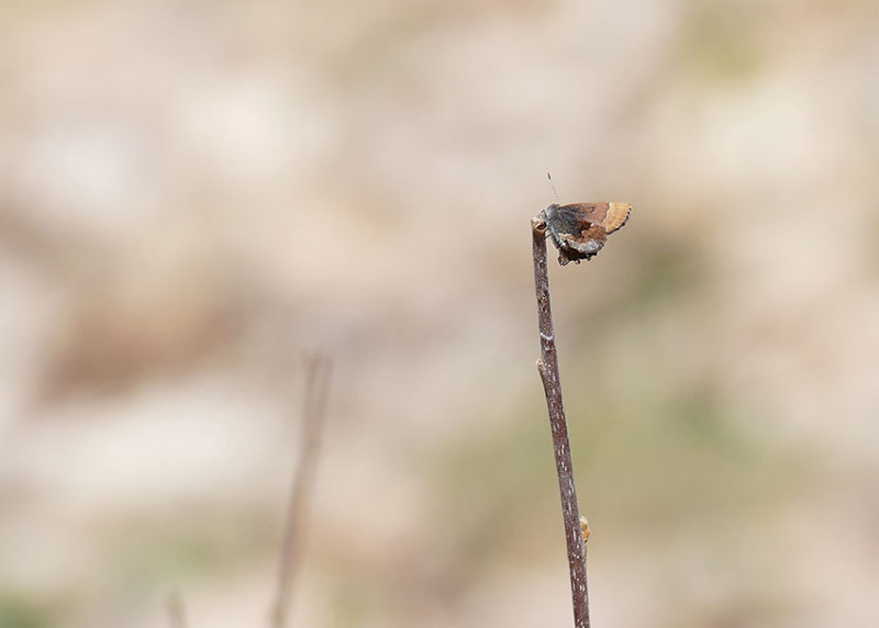 Lutin des bleuets - Henrys Elfin - Callophrys henrici - Lycnids - (4326)