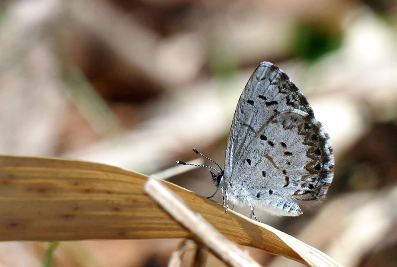 Azur printanier - Spring Azure - Celastrina ladon lucia m - Lycnids - (4363 a)