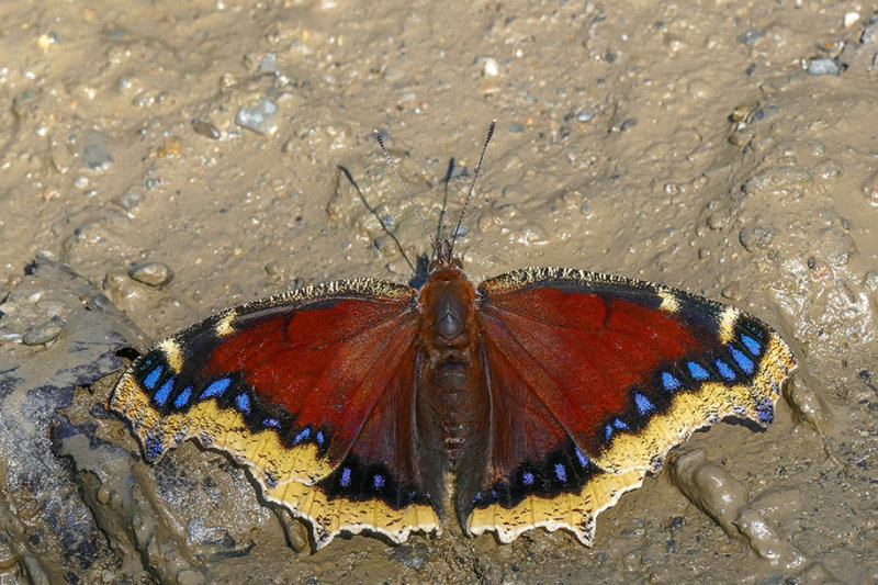 Morio - Mourning Cloak - Nymphalis antiopa - Nymphalids - (4432)