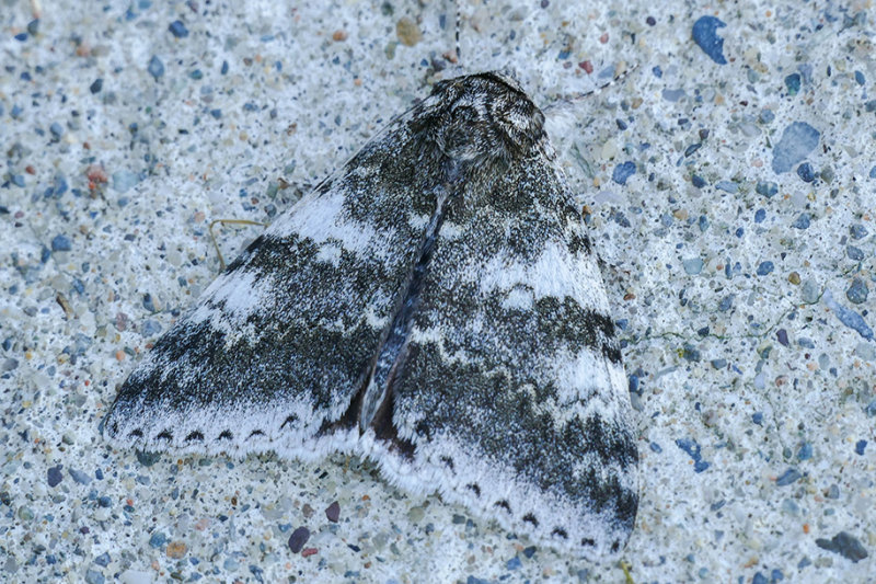 Likne blanche - White Underwing - Catocala relicta - Erebids - (8803-1) 