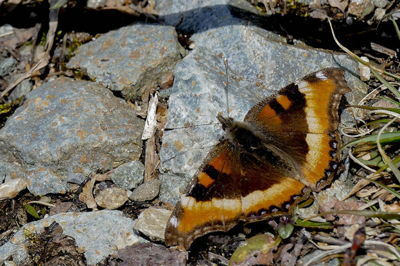 Petite Vanesse - Milberts Tortoiseshell - Nymphalis milberti - Nymphalids - (4433)