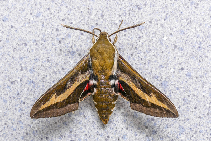 Sphinx du gaillet - Galium Sphinx - Hyles gallii - Sphingids - (7893) 