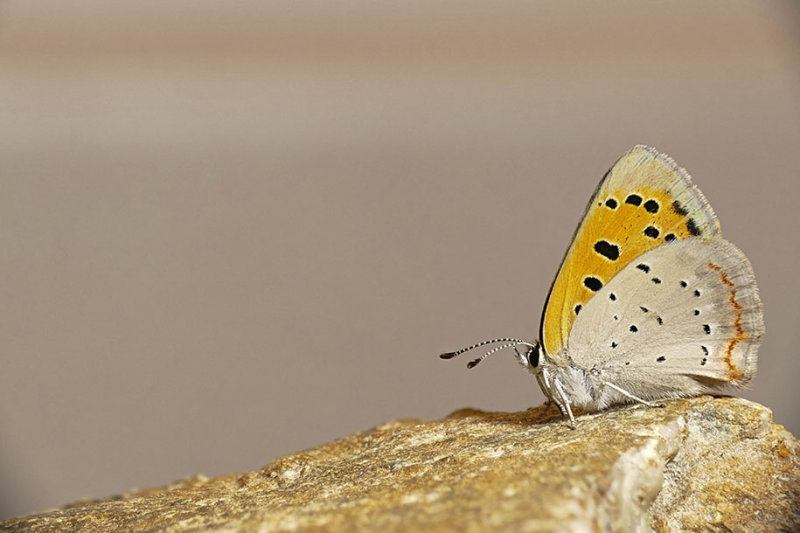 Cuivr dAmrique - American Copper - Lycaena phlaeas americana - Lycnids - (4251a)