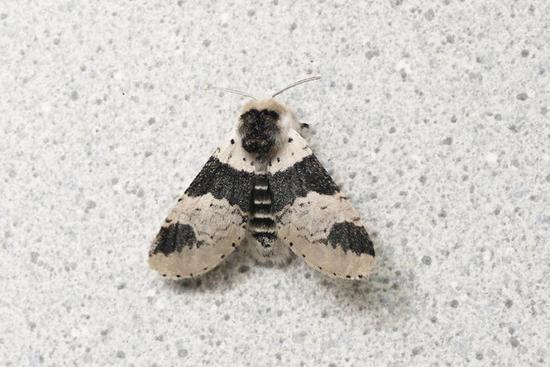 Crure modeste - Modest Furcula - Furcula modesta - Notodontids - (7941)