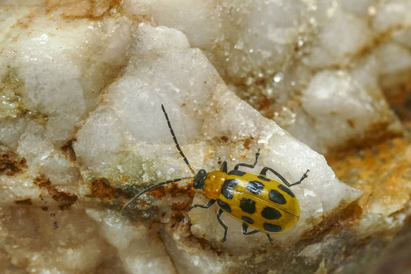 Chrysomle macule du concombre -Spotted cucumber beetle -  Diabrotica undecimpunctata - Chrysomelids