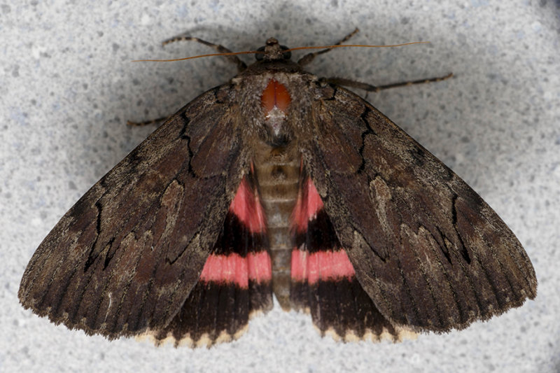 Likne cara -  Darling Underwing - Catocala cara - Erebids - (8832)