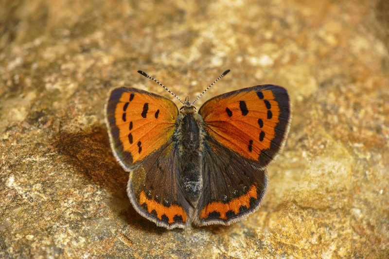 Cuivr dAmrique - American Copper - Lycaena phlaeas americana - Lycnids - (4251a)