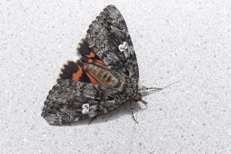 Likene du chne - Ilia Underwing - Catocala ilia - Erebids - (8801)