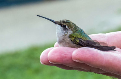 Colibri  gorge rubis - Ruby-throated hummingbird - Archilochus colubris - Trochilids