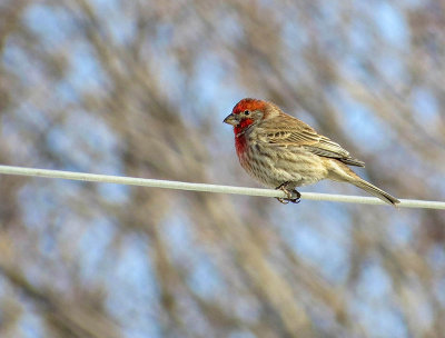 Roselin Familier - House finch - Haemorhous mexicanus - Fringillids