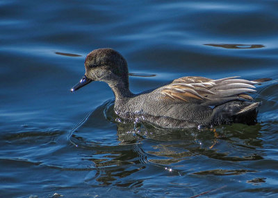 Canard Chipeau - Gadwall - Anas strepera - Anatids 