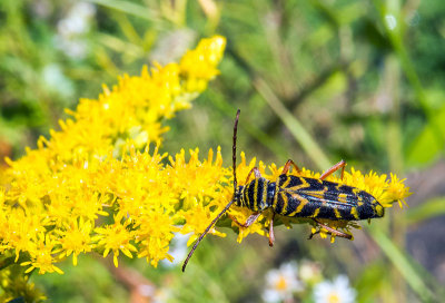 Cyllène du robinier - Locust Borer - Megacyllene robiniae - Cérambycidés