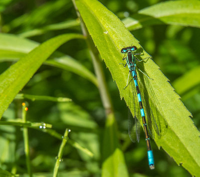 Agrion résolu - Taiga bluet - Cœnagrion resolutum