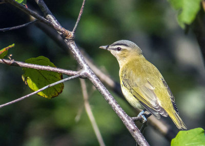 Viro aux yeux rouges - Red-eyed vireo - Vireo olivaceus - Vironids