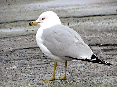 Goland  bec cercl - Ring-billed gull - Larus delawarensis - Larids