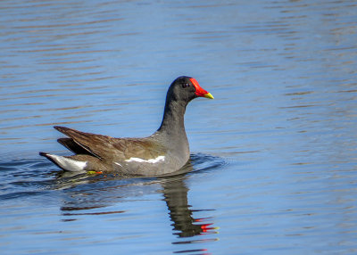 Gallinule d'Amrique - Common gallinule - Gallinula galeata - Rallids